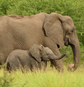 African-elephants-in-Tarangire-National-Park-Tanzania.jpg