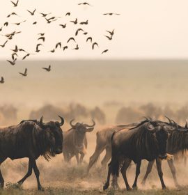 great-wildebeest-migration-safari-banner